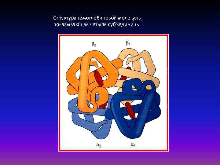 Структура гемоглобиновой молекулы, показывающая четыре субъединицы 