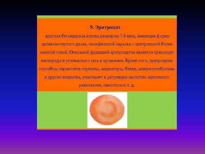 5. Эритроцит круглая безъядерная клетка размером 7 -8 мкм, имеющая форму двояковогнутого диска, оксифильной