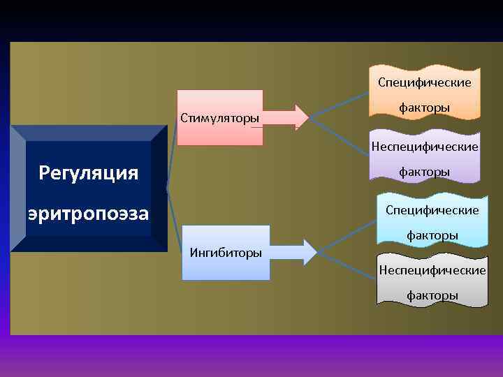 Специфические Стимуляторы факторы Неспецифические Регуляция факторы эритропоэза Специфические факторы Ингибиторы Неспецифические факторы 