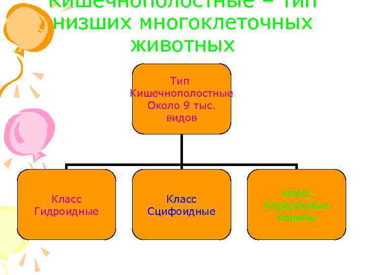 Кишечнополостные – тип низших многоклеточных животных Тип Кишечнополостные Около 9 тыс. видов Класс Гидроидные