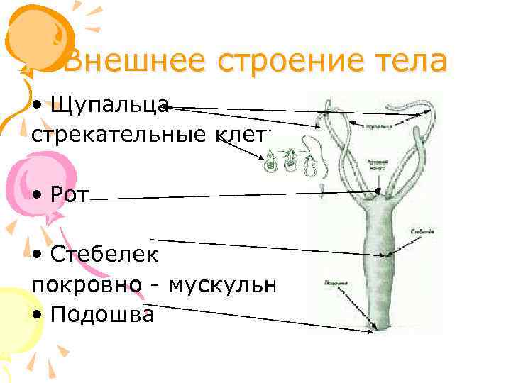 Внешнее строение тела • Щупальца стрекательные клетки • Рот • Стебелек покровно - мускульные