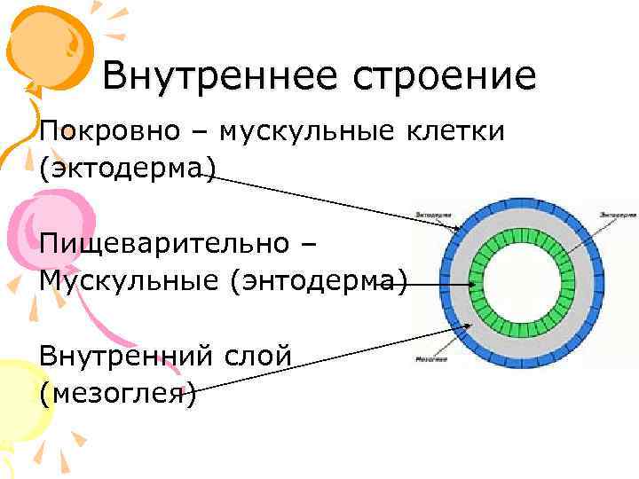 Внутреннее строение Покровно – мускульные клетки (эктодерма) Пищеварительно – Мускульные (энтодерма) Внутренний слой (мезоглея)