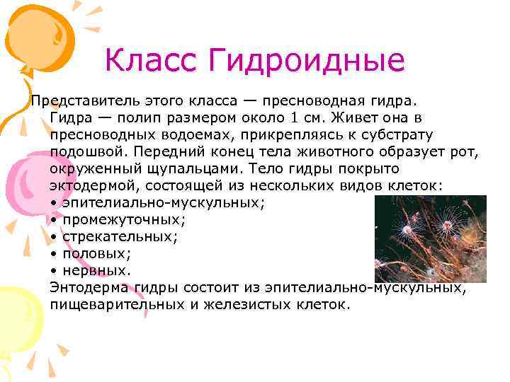 Класс Гидроидные Представитель этого класса — пресноводная гидра. Гидра — полип размером около 1