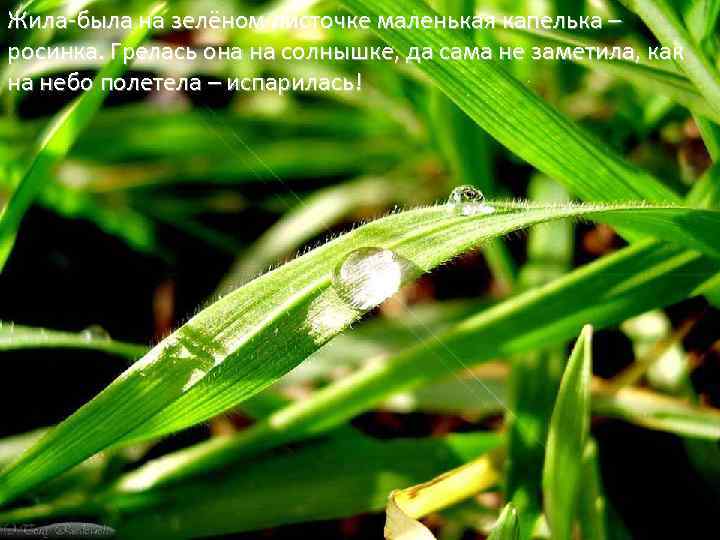 Жила-была на зелёном листочке маленькая капелька – росинка. Грелась она на солнышке, да сама
