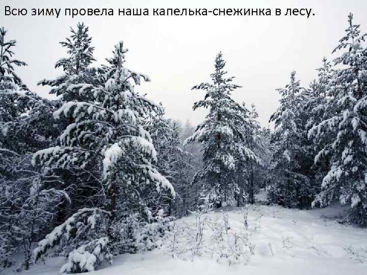 Всю зиму провела наша капелька-снежинка в лесу. 