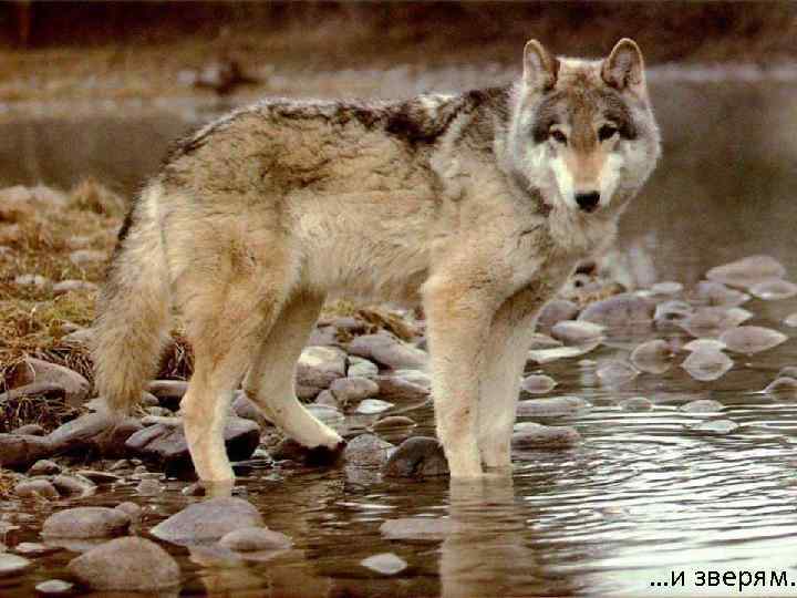 …и зверям. 
