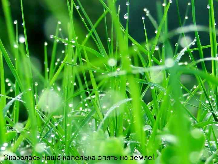 Оказалась наша капелька опять на земле! 