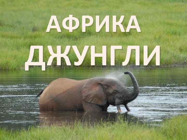 АФРИКА ДЖУНГЛИ 