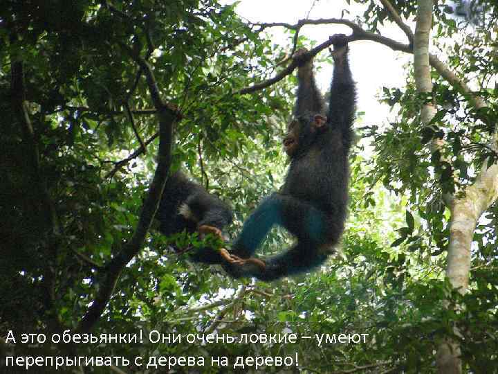 А это обезьянки! Они очень ловкие – умеют перепрыгивать с дерева на дерево! 