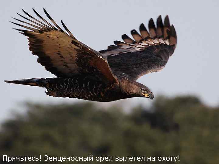 Прячьтесь! Венценосный орел вылетел на охоту! 