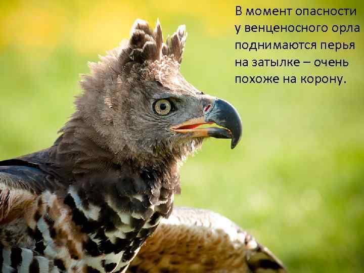 В момент опасности у венценосного орла поднимаются перья на затылке – очень похоже на