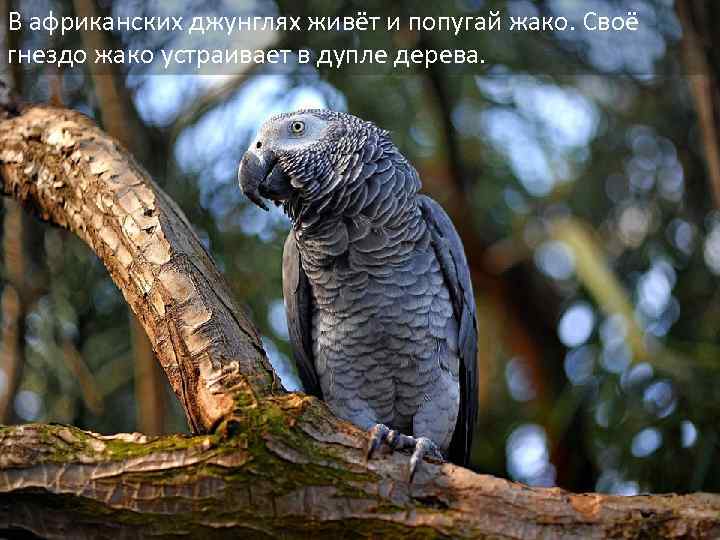 В африканских джунглях живёт и попугай жако. Своё гнездо жако устраивает в дупле дерева.