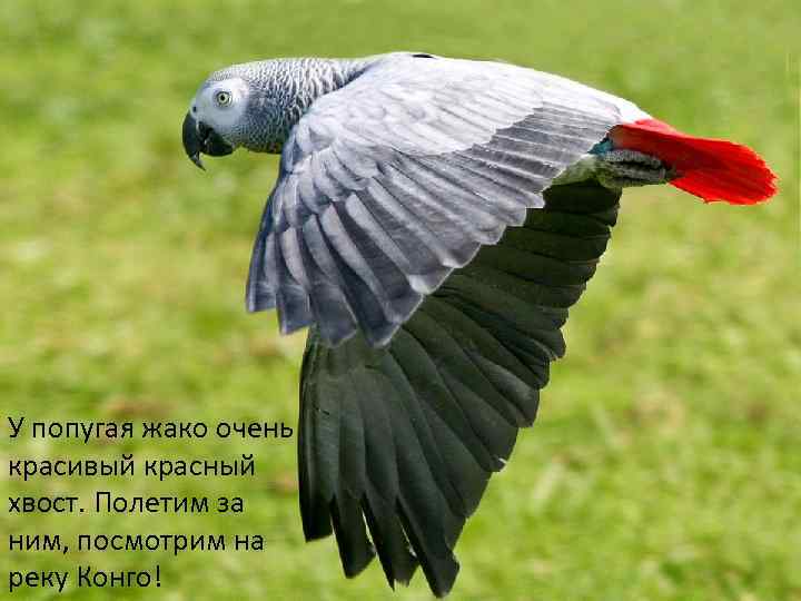 У попугая жако очень красивый красный хвост. Полетим за ним, посмотрим на реку Конго!