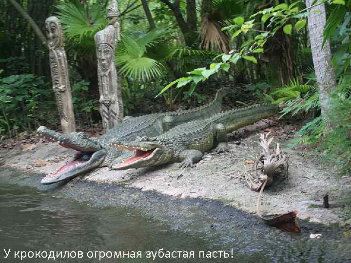 У крокодилов огромная зубастая пасть! 