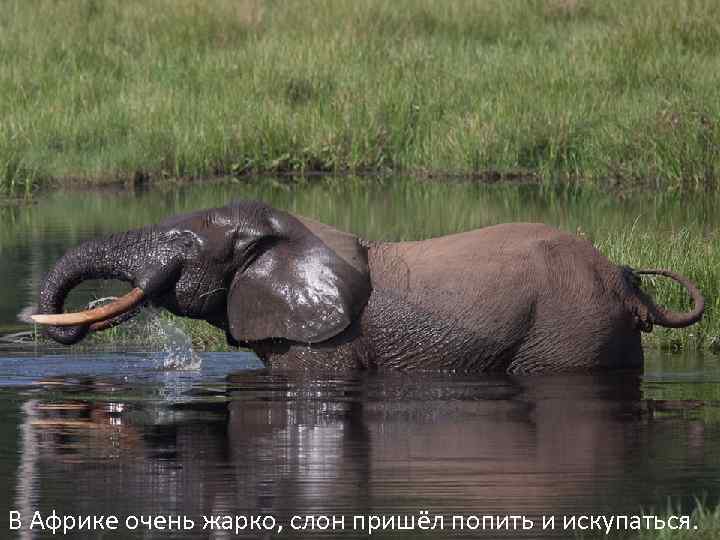 В Африке очень жарко, слон пришёл попить и искупаться. 