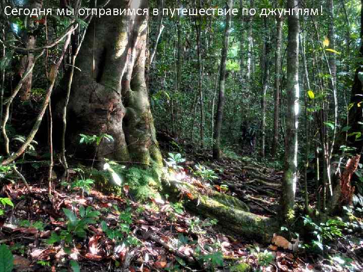 Сегодня мы отправимся в путешествие по джунглям! 
