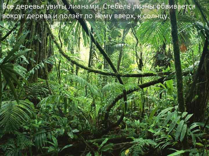 Все деревья увиты лианами. Стебель лианы обвивается вокруг дерева и ползёт по нему вверх,