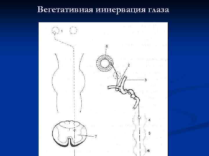 Вегетативная иннервация глаза 