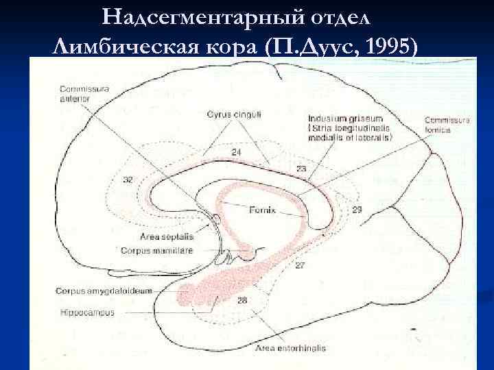 Надсегментарный отдел Лимбическая кора (П. Дуус, 1995) 