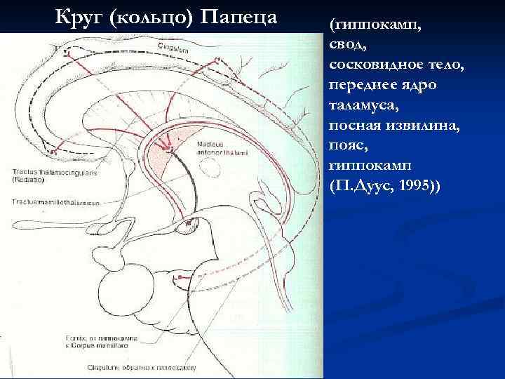 Круг (кольцо) Папеца (гиппокамп, свод, сосковидное тело, переднее ядро таламуса, посная извилина, пояс, гиппокамп