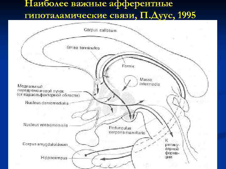 Наиболее важные афферентные гипоталамические связи, П. Дуус, 1995 