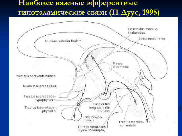 Наиболее важные эфферентные гипоталамические связи (П. Дуус, 1995) 