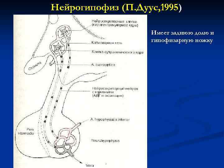 Нейрогипофиз (П. Дуус, 1995) Имеет заднюю долю и гипофизарную ножку 