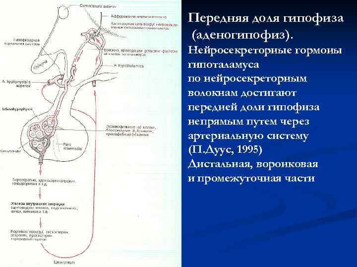 Передняя доля гипофиза (аденогипофиз). Нейросекреторные гормоны гипоталамуса по нейросекреторным волокнам достигают передней доли гипофиза