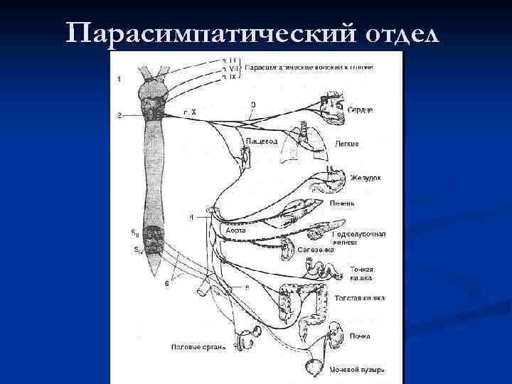 Парасимпатический отдел 