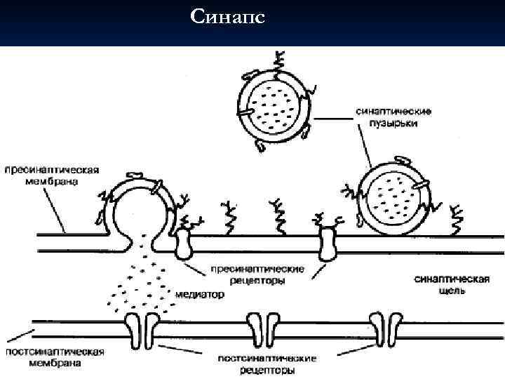 Синапс 