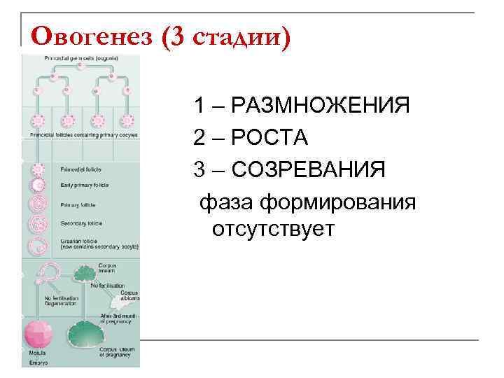 Овогенез (3 стадии) 1 – РАЗМНОЖЕНИЯ 2 – РОСТА 3 – СОЗРЕВАНИЯ фаза формирования