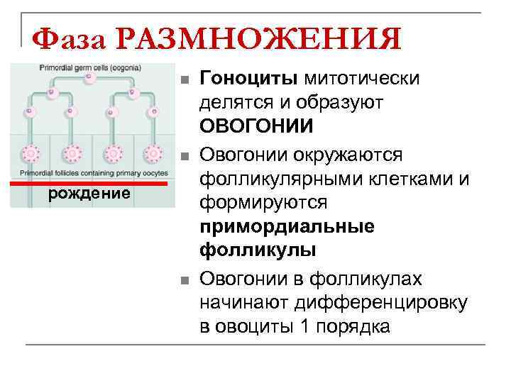 Фаза РАЗМНОЖЕНИЯ n n рождение n Гоноциты митотически делятся и образуют ОВОГОНИИ Овогонии окружаются