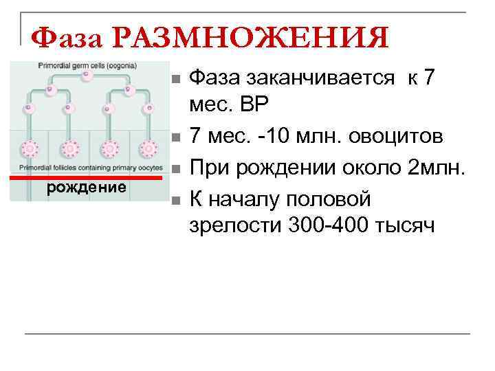 Фаза РАЗМНОЖЕНИЯ n n рождение n n Фаза заканчивается к 7 мес. ВР 7