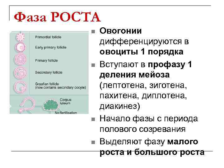 Фаза РОСТА n n Овогонии дифференцируются в овоциты 1 порядка Вступают в профазу 1