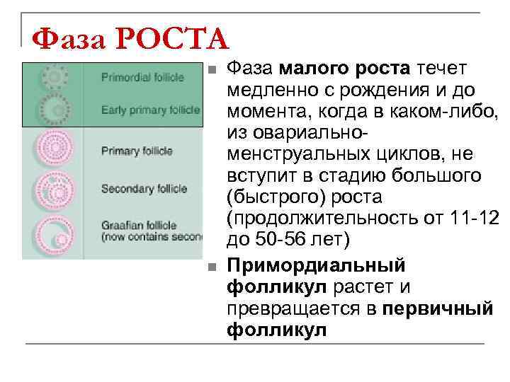 Фаза РОСТА n n Фаза малого роста течет медленно с рождения и до момента,