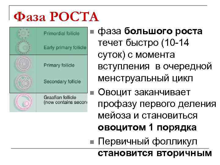 Фаза роста