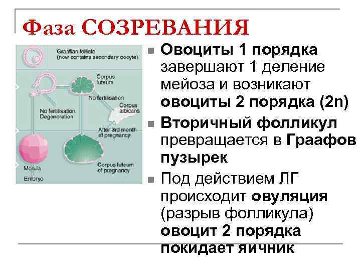 Стадия созревания мейоз