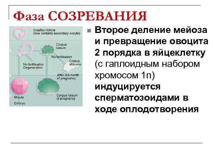 Стадия созревания мейоз