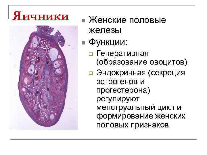 Яичники n n Женские половые железы Функции: q q Генеративная (образование овоцитов) Эндокринная (секреция