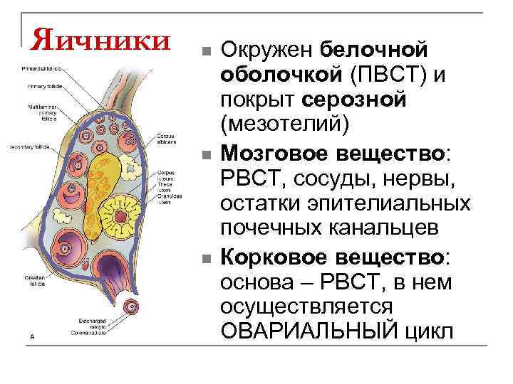 Яичники n n n Окружен белочной оболочкой (ПВСТ) и покрыт серозной (мезотелий) Мозговое вещество: