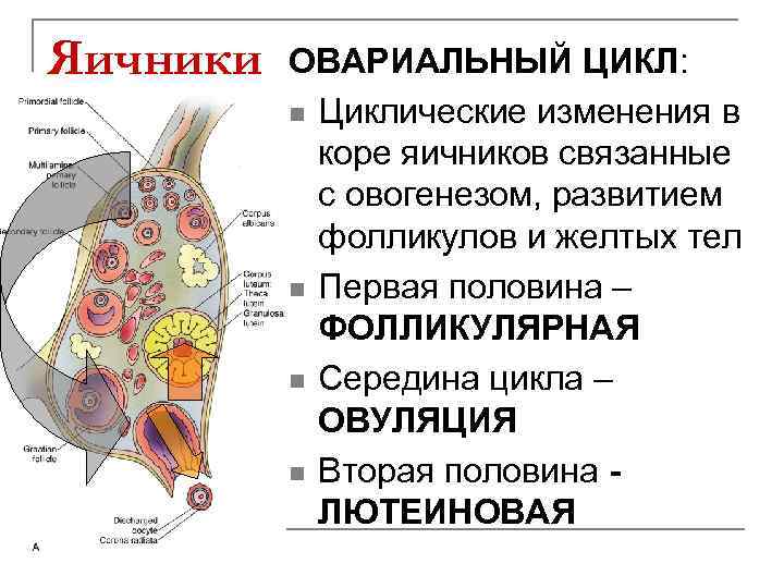 Что значит изменение яичников. Циклические изменения в яичнике. Овариальный цикл структуры яичника. Яичниковый цикл (изменения в яичнике). Овариальный цикл яичников гистология.