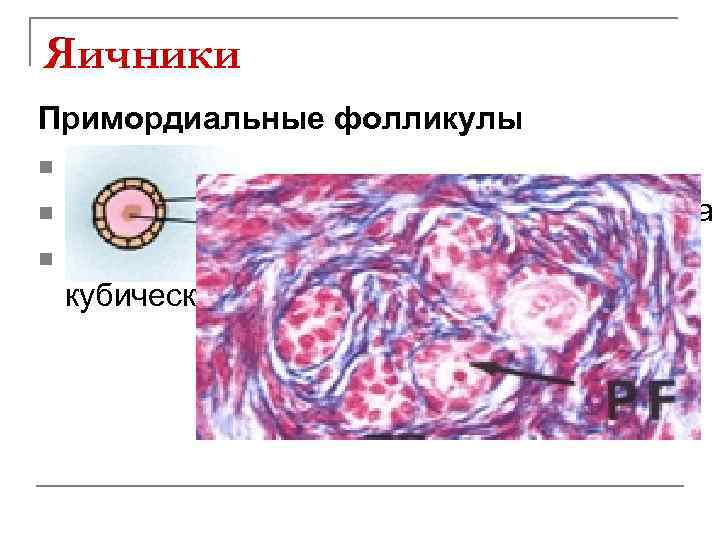 Яичники Примордиальные фолликулы n Появляются до рождения n Содержат овогонии или овоциты 1 порядка