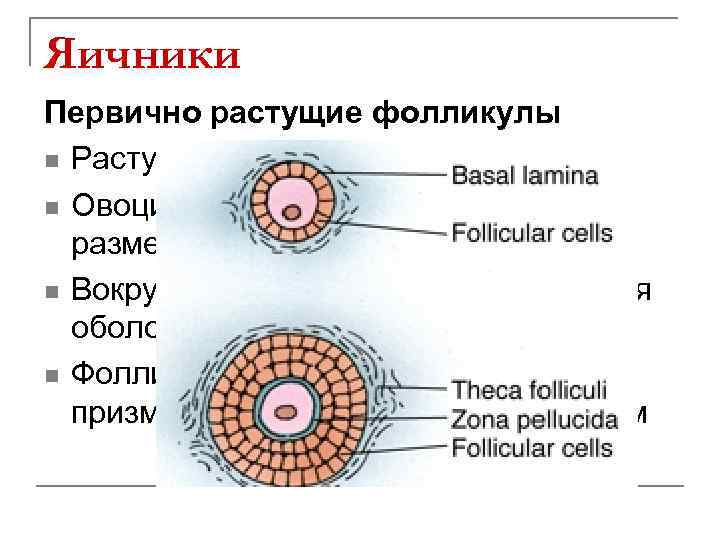 Яичники Первично растущие фолликулы n Растут под влиянием ФСГ n Овоциты 1 порядка увеличиваются