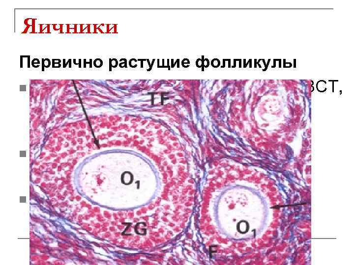 Яичники Первично растущие фолликулы n Формируется тека: оболочка из РВСТ, содержащая интрестициальные клетки n