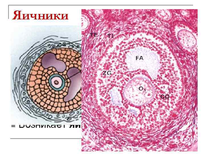 Яичники Вторично растущие фолликулы n Растут под влиянием ФСГ n Овоциты 1 порядка продолжают