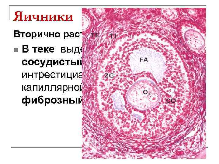 Яичники Вторично растущие фолликулы n В теке выделяется внутренний сосудистый слой представленный интрестициальными клетками