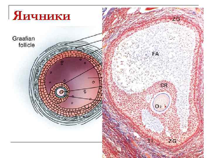 Яичники 