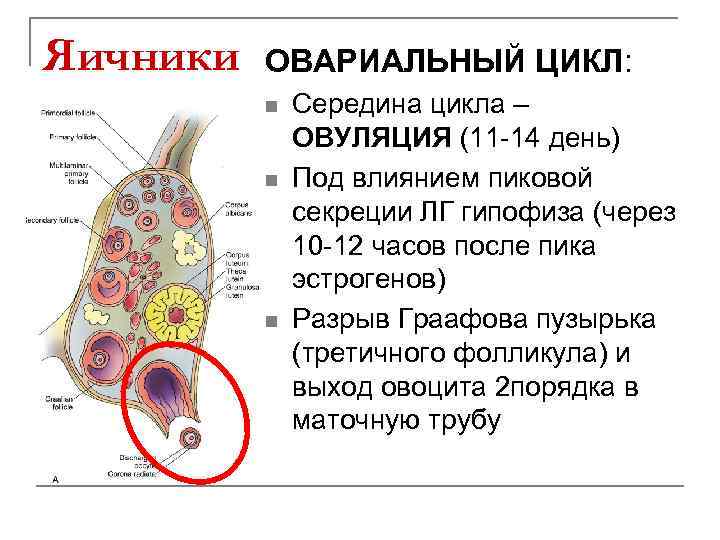 Яичники ОВАРИАЛЬНЫЙ ЦИКЛ: n n n Середина цикла – ОВУЛЯЦИЯ (11 -14 день) Под