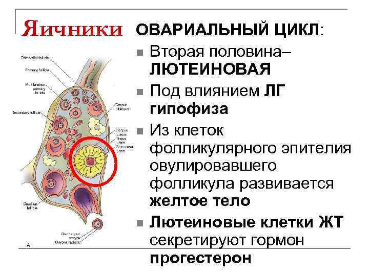 Яичники ОВАРИАЛЬНЫЙ ЦИКЛ: n Вторая половина– ЛЮТЕИНОВАЯ n Под влиянием ЛГ гипофиза n Из