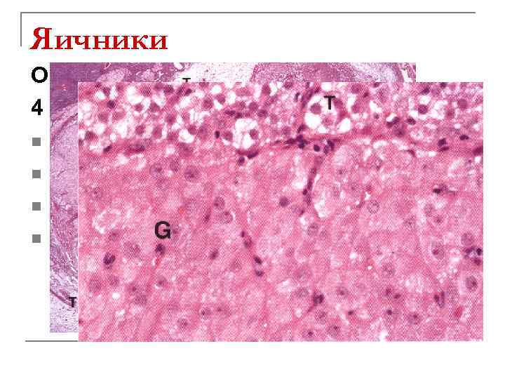 Яичники ОВАРИАЛЬНЫЙ ЦИКЛ: 4 стадии развития желтого тела: n Пролиферация и васкуляризация n Железистого